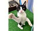 Tux Domestic Shorthair Kitten Male