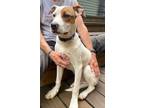 Adopt Jayco a Boxer, Mixed Breed