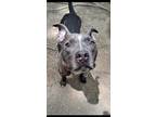 Adopt Vinny a Pit Bull Terrier, Mixed Breed