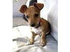 Pee Wee Chihuahua Puppy Male