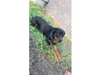 Adopt BEEFY a Rottweiler
