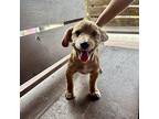 Scooby Doo Cocker Spaniel Puppy Male