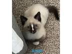 Aster Domestic Shorthair Kitten Male