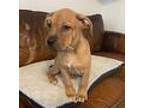 Bowser Labrador Retriever Puppy Male