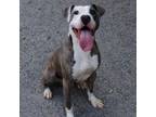 Adopt Dodger a Pit Bull Terrier, Mixed Breed