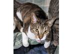 Adopt Junior a Domestic Short Hair