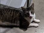 Adopt Stripes a Domestic Short Hair