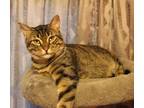 Adopt Malik a Egyptian Mau, Turkish Angora