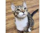 Adopt Hermy a Domestic Short Hair