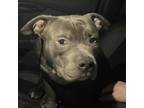 Adopt Dozer a Pit Bull Terrier