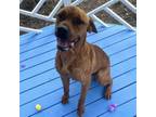 Adopt Percy a Mastiff