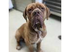 Adopt Gator a Mastiff