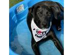 Adopt Hosta a English Pointer, Mixed Breed