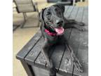 Adopt Crocus a English Pointer, Mixed Breed
