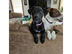 Adopt Elm a English Pointer, Mixed Breed