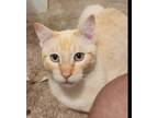 Adopt Fanta a Siamese, Domestic Short Hair