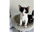 Adopt Po a Bombay