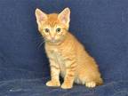 COPPER Domestic Mediumhair Kitten Male