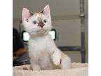 Bronx Siamese Kitten Male