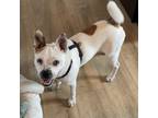 Adopt Maple2 a Pug, Terrier