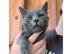 Adopt Ash a Domestic Short Hair, Russian Blue