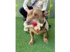 Adopt Bobby a Pit Bull Terrier, Corgi