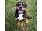 Adopt Boss Man a Rottweiler