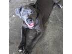 Adopt Sailor a Mixed Breed