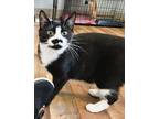Adopt Mittens a Domestic Short Hair