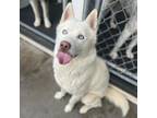 Adopt Tennessee a Husky