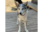 Adopt Sparkles a Husky