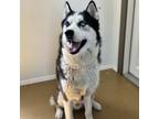 Adopt Jin a Husky