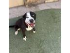Adopt Moonie a Pit Bull Terrier, Border Collie