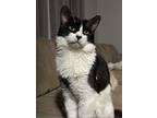 Adopt Furby a Egyptian Mau