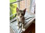 Adopt Brick a Domestic Short Hair