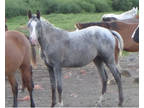 Gorgeous 87% Egyptian Blue roan w blanket