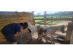 Mini ponys Flashy Beautiful minis of Horsemanship Family Pets