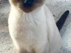 Ragdoll Siamese Mix