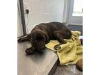 Snickers Mixed Breed (Medium) Puppy Female