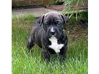 Ryder Mixed Breed (Medium) Puppy Male