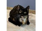 Princess Peach Domestic Shorthair Young Female