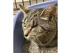 DAKOTA Domestic Shorthair Young Female