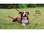 Teri Mixed Breed (Medium) Puppy Male