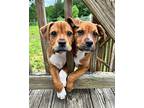Dara Mixed Breed (Medium) Puppy Female