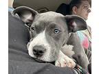 Dani American Pit Bull Terrier Puppy Female