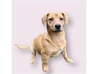 Daisy Dachshund Puppy Female