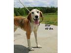 Star Treeing Walker Coonhound Senior Female