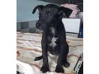 Cheesecake Border Collie Puppy Female