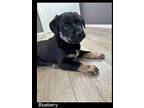 Blueberry Mixed Breed (Medium) Puppy Male
