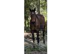 Thoroughbred Gelding